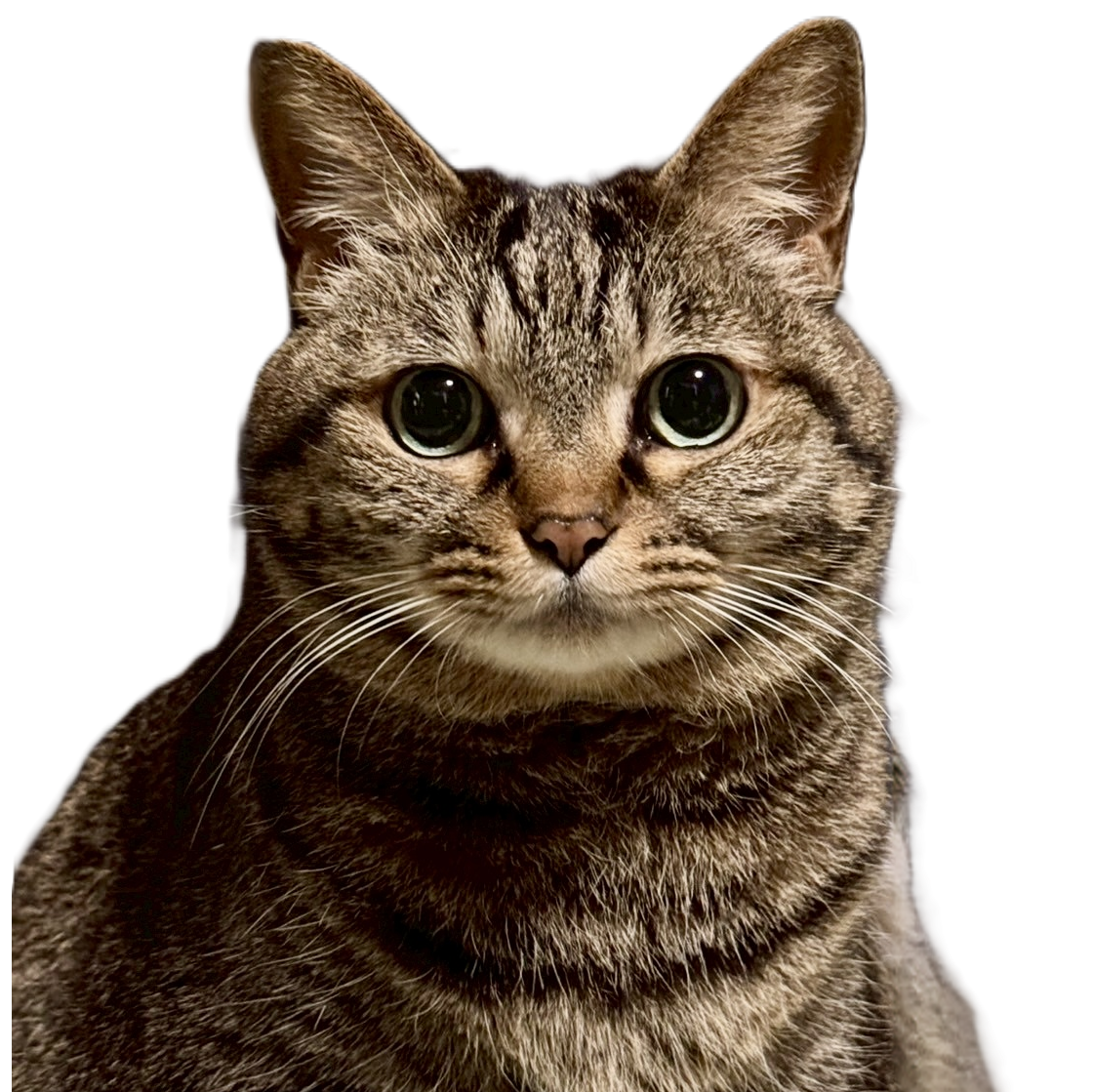 気合チェッカー